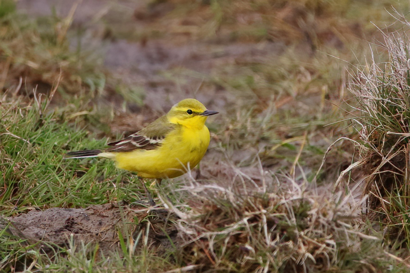 image Western Yellow Wagtail